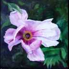 Peonie