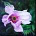 Peonie