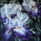 Bearded iris