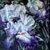 Bearded iris