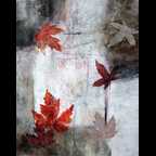 Umber 1